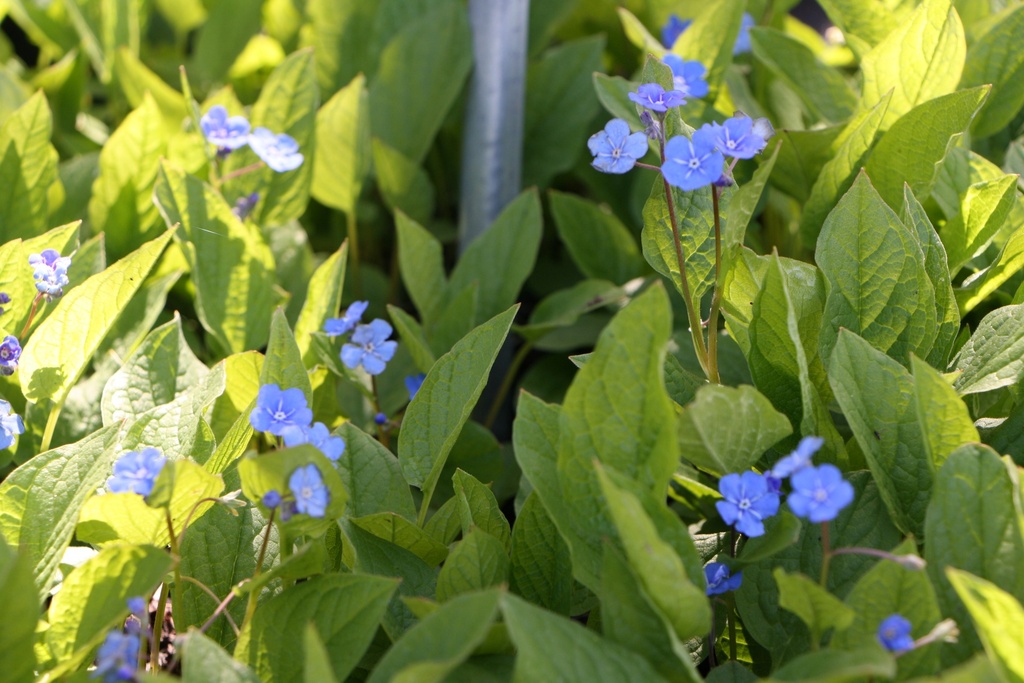 [OMPVER] OMPHALODES VERNA