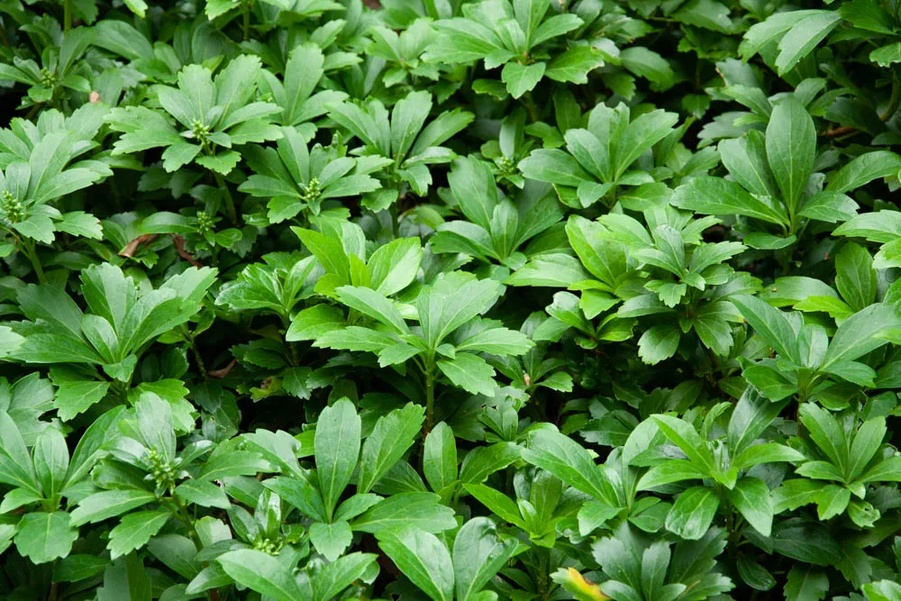 [PACTER] PACHYSANDRA TERMINALIS