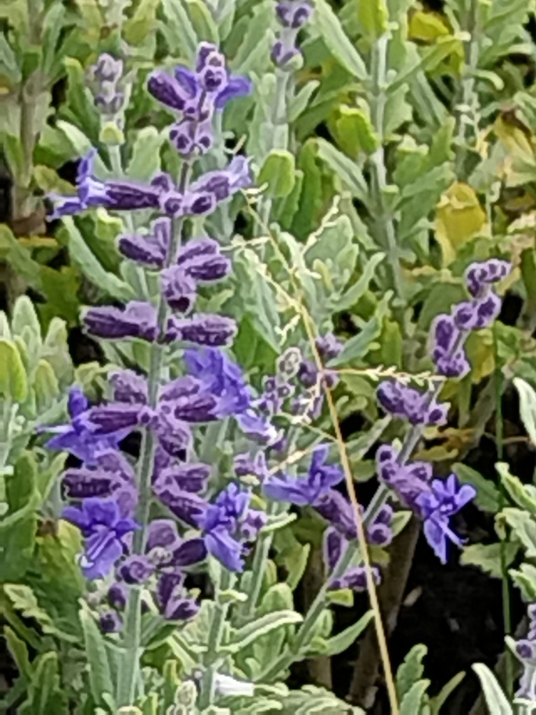[PERABLUES] PEROVSKIA ATRIPLICIFOLIA 'BLUE STEEL' (Pot 9 cm)