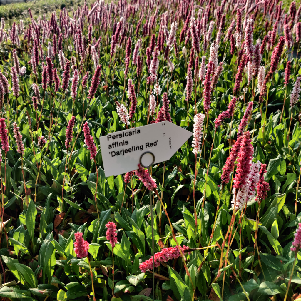 PERSICARIA AFFINIS 'DARJEELING RED'