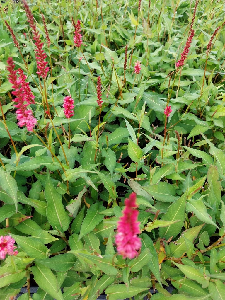 [PERAOF] PERSICARIA AMPL 'ORANGOFIELD'