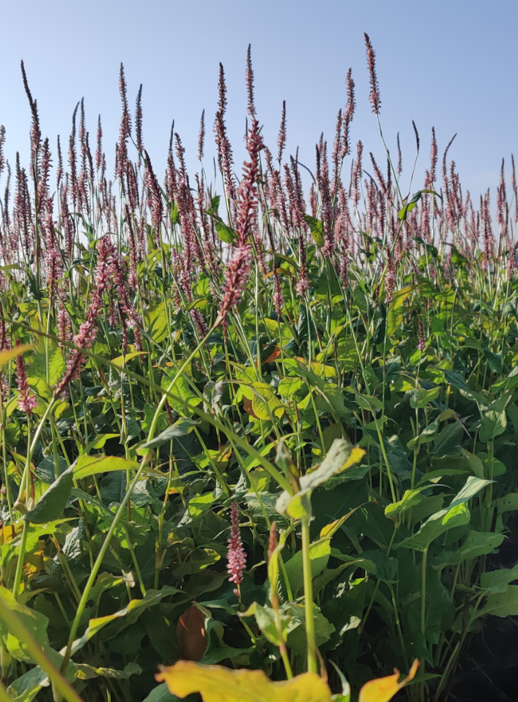 [PERARO9] PERSICARIA AMPLEXICAULIS 'ROSEA'