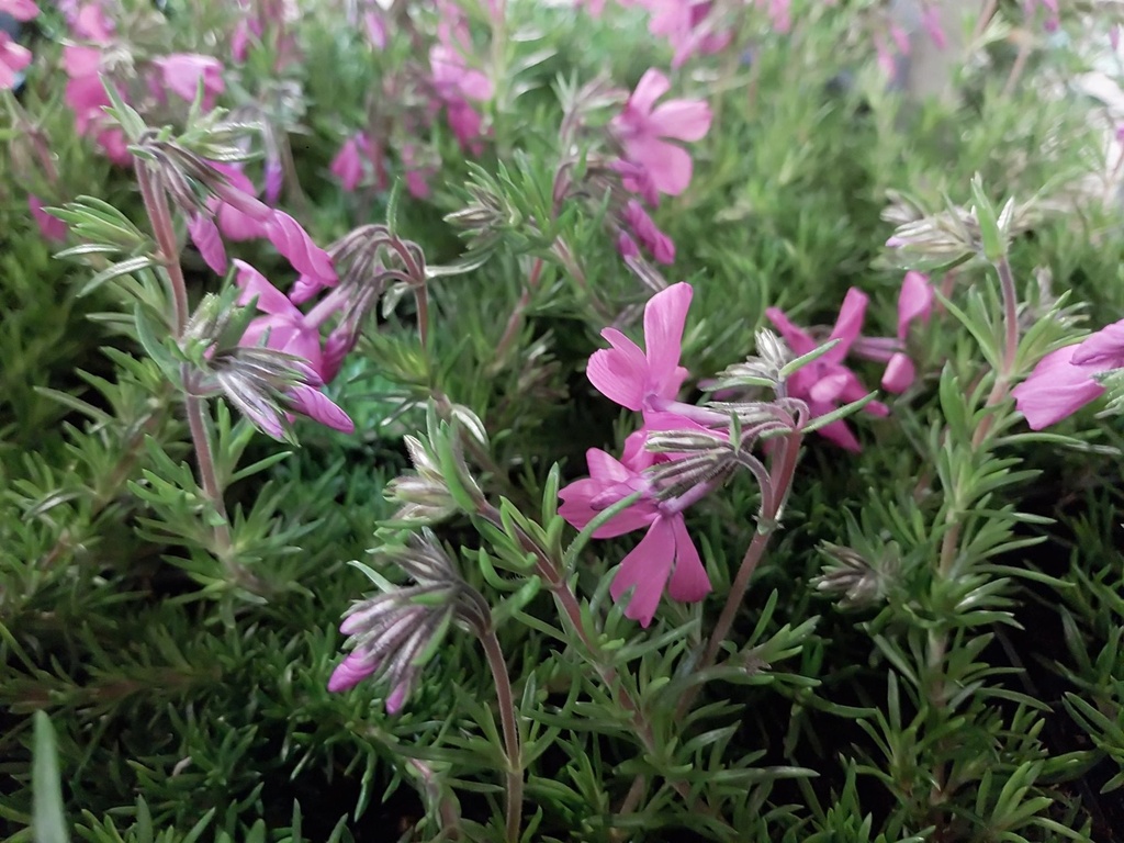 [PHLSMC] PHLOX SUBULATA 'MACDANIEL'S CUSHION'