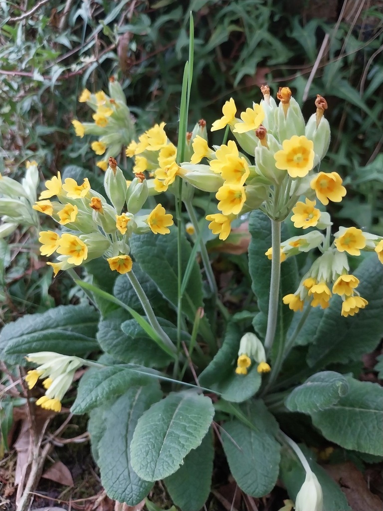[PRIVER] PRIMULA VERIS