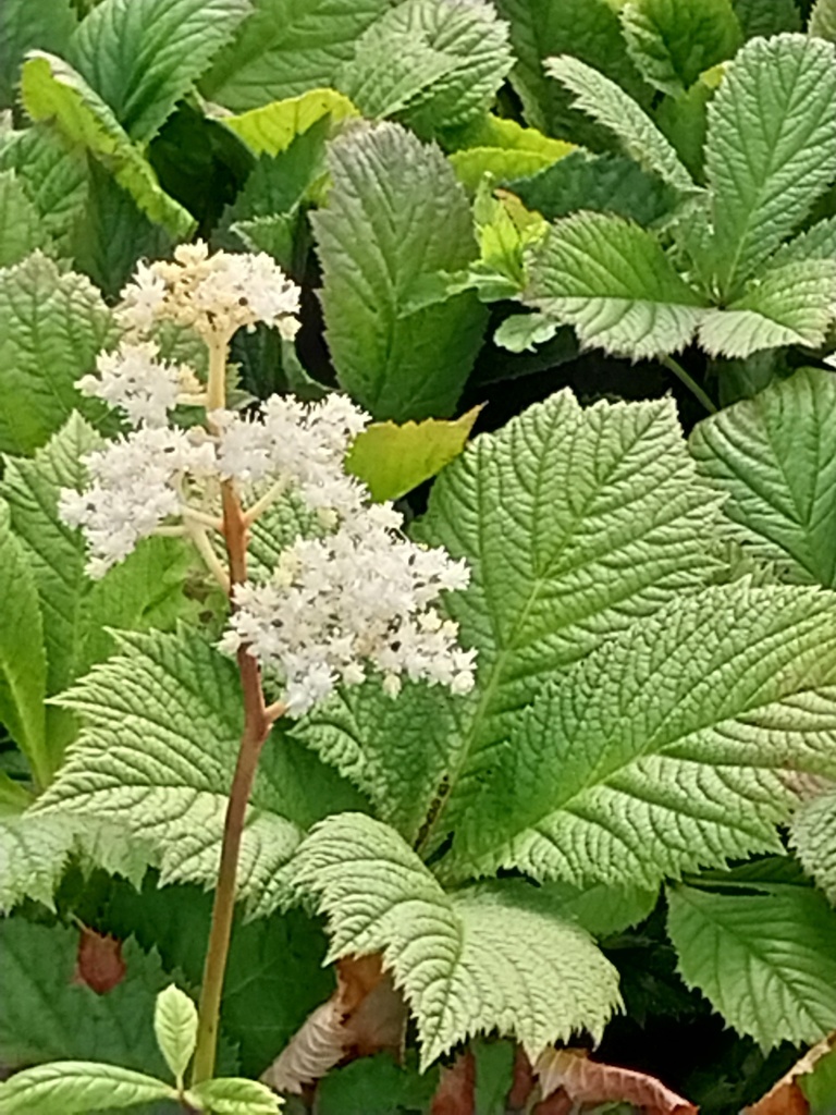 [RODAES] RODGERSIA AESCULIFOLIA