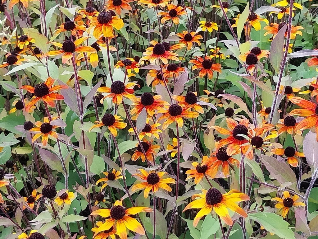 [RUDTPG] RUDBECKIA TRILOBA 'PRAIRIE GLOW'