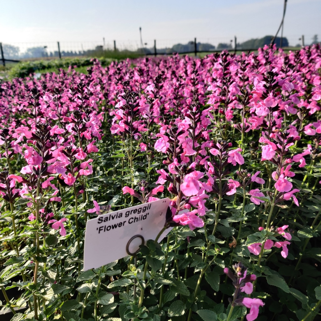 [SALGFCH] SALVIA GREGGII 'FLOWER CHILD'