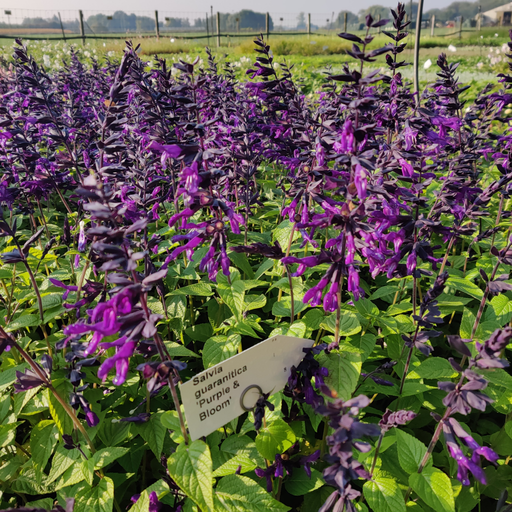[SALGPBLOO] SALVIA GUARANITICA 'PURPLE & BLOOM'