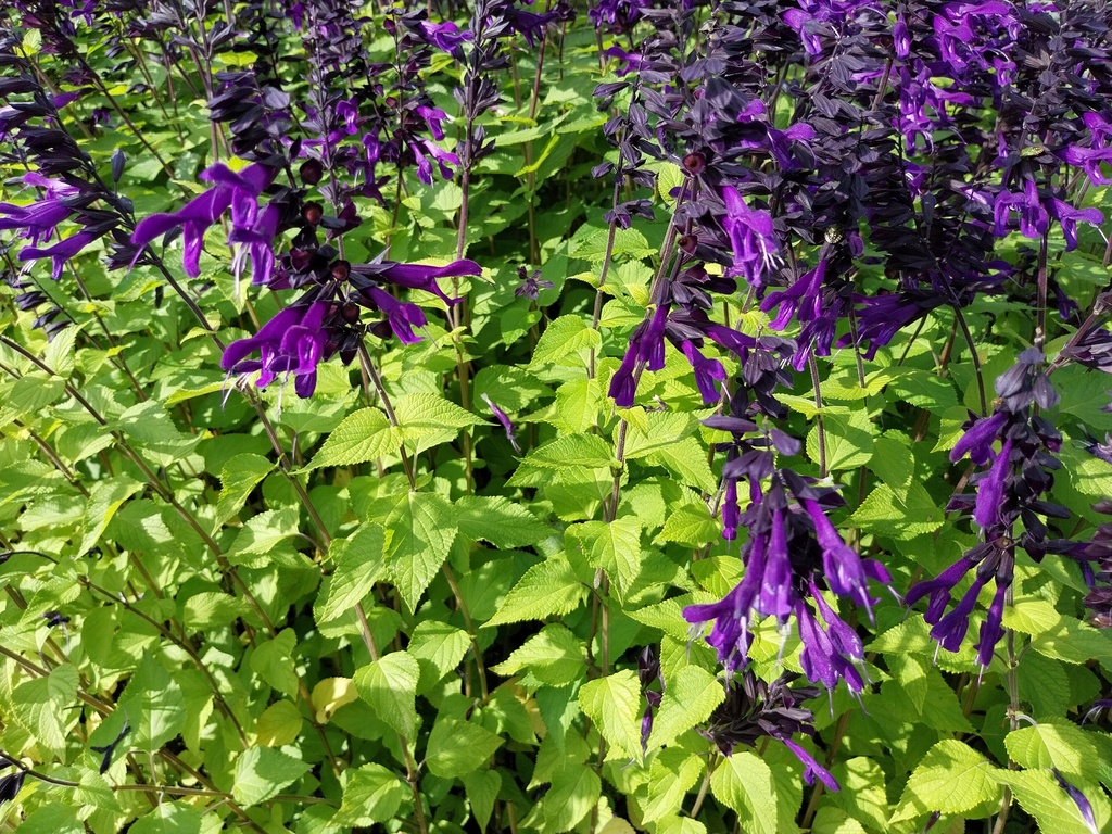 [SALHAM] SALVIA HYBRIDE 'AMISTAD'