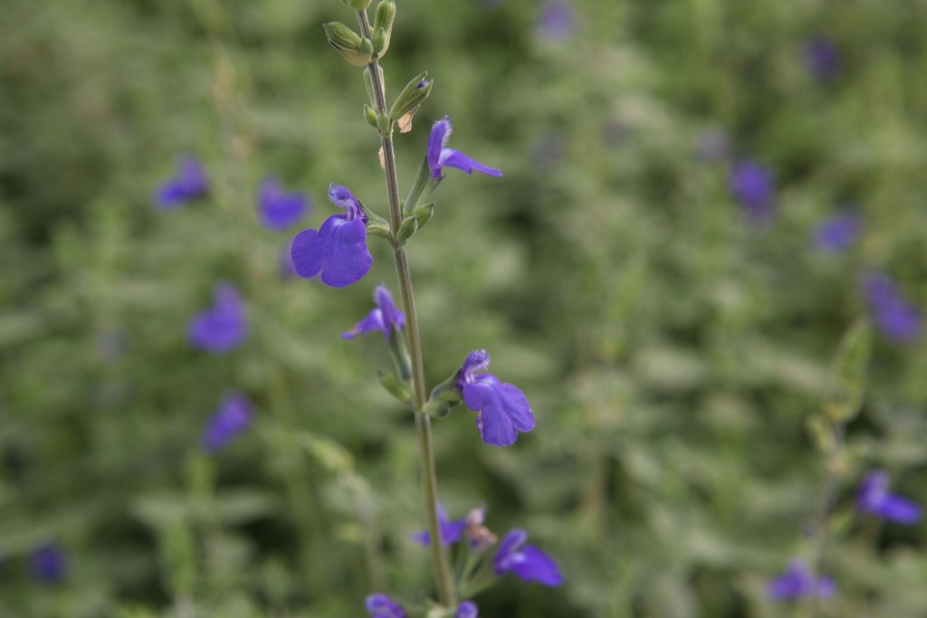 SALVIA MICROPHYLLA 'BLUE MONROVIA'