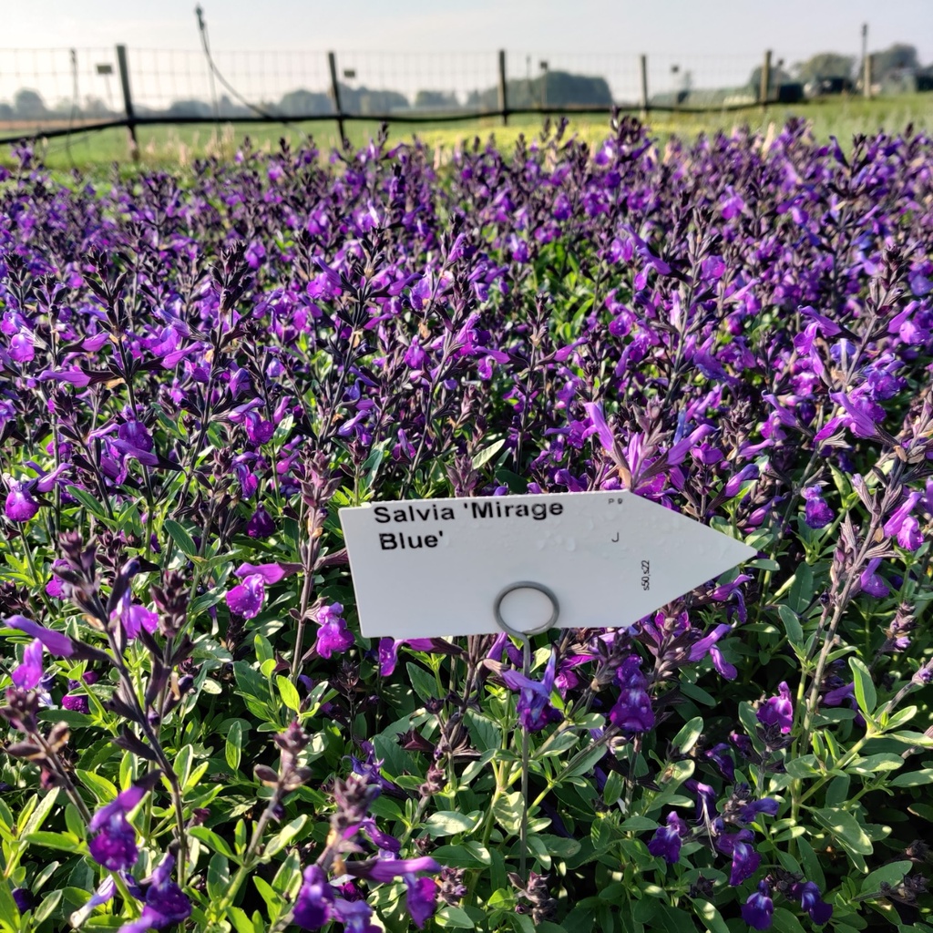 [SALMIBLUE] SALVIA 'MIRAGE BLUE'