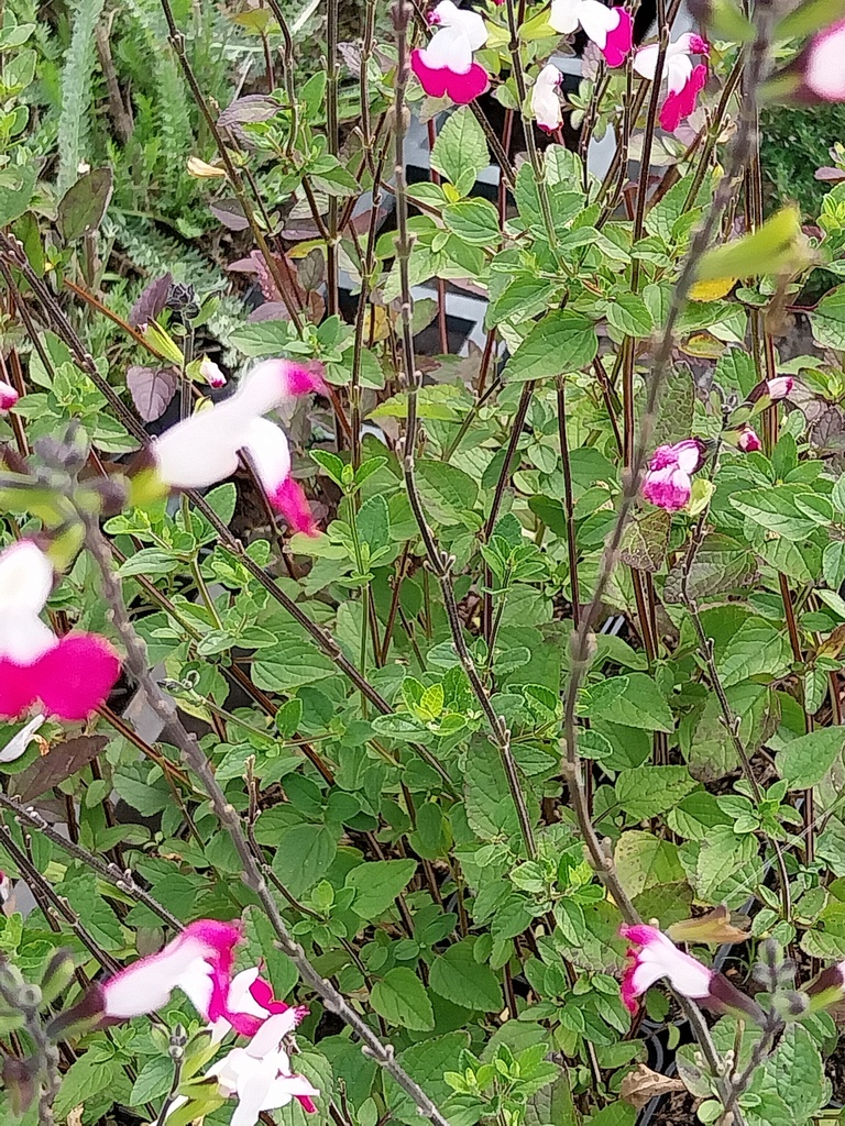 [SALMPL] SALVIA MICROPHYLLA 'PINK LIPS'