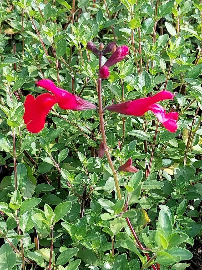[SALMSUZAN] SALVIA MICROPHYLLA 'SUZANNE' R