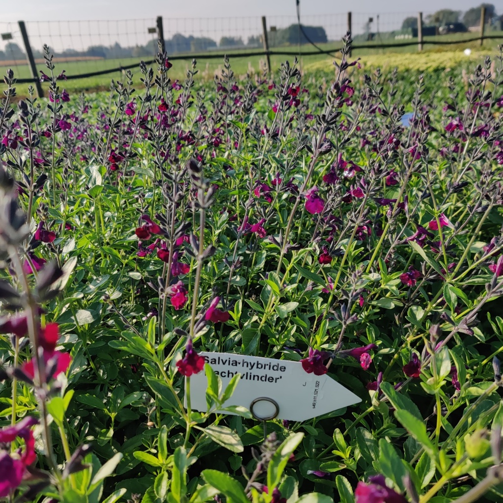 [SALNAC] SALVIA HYBRIDE 'NACHTVLINDER'