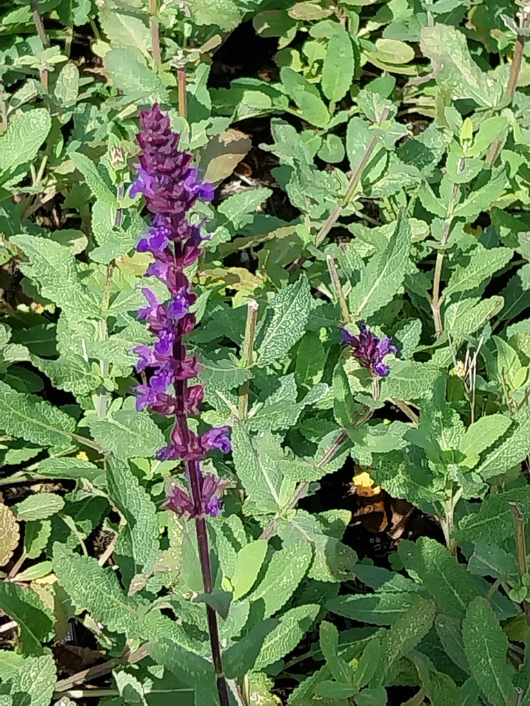 [SALNCA] SALVIA NEMOROSA 'CARADONNA'