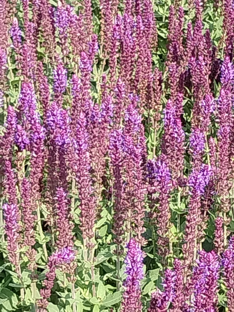 SALVIA NEMOROSA 'OSTFRIESLAND'