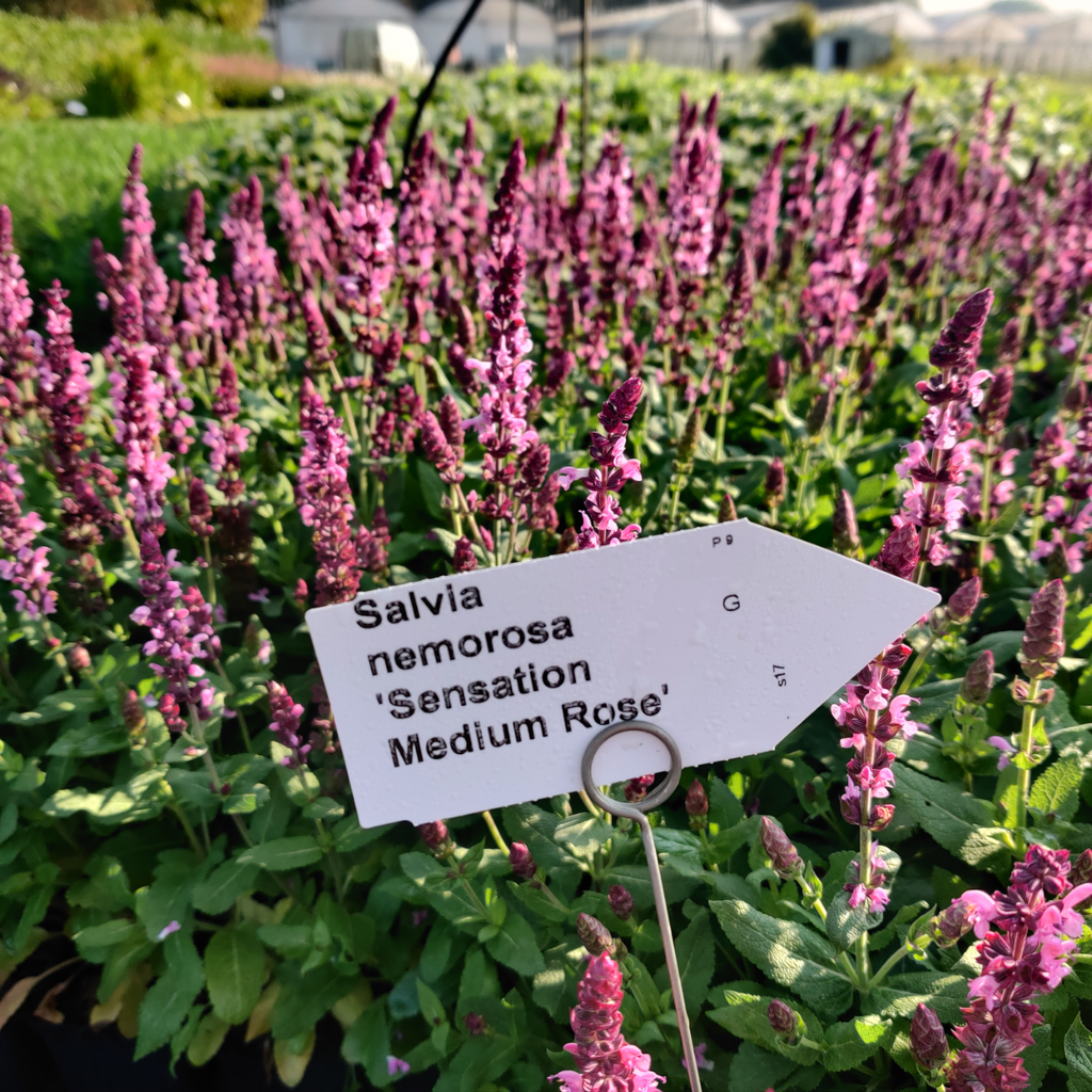 [SALNSMRO] SALVIA NEMOROSA 'SENSATION MEDIUM DEEP ROSE'