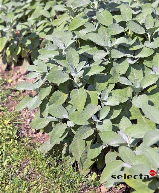 [SALOBE] SALVIA OFFICINALIS 'BERGGARTEN'