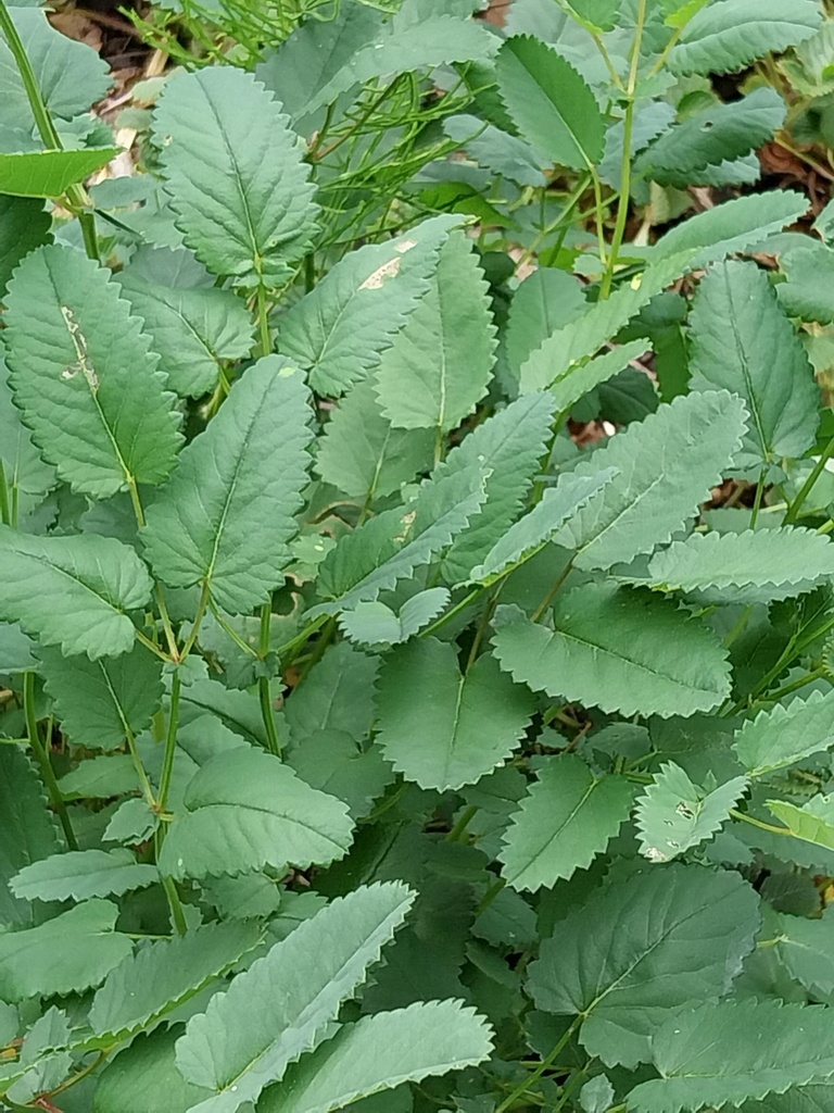 [SANOFF] SANGUISORBA OFFICINALIS