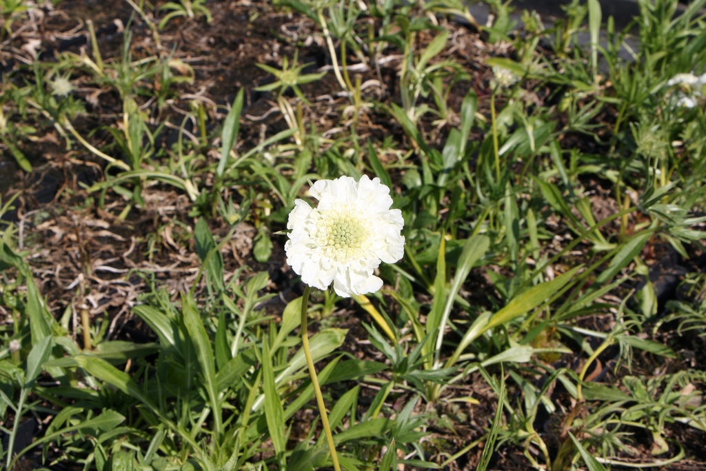 [SCACAL] SCABIOSA CAUCASICA 'ALBA'