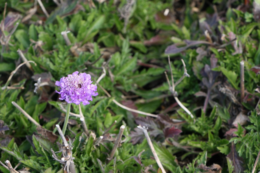 [SCACBB] SCABIOSA COLUMBARIA 'BUTTERFLY BLUE' (Pot 9 cm)