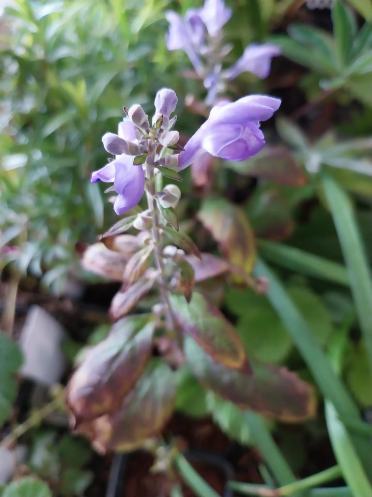 [SCUINC] SCUTELLARIA INCANA