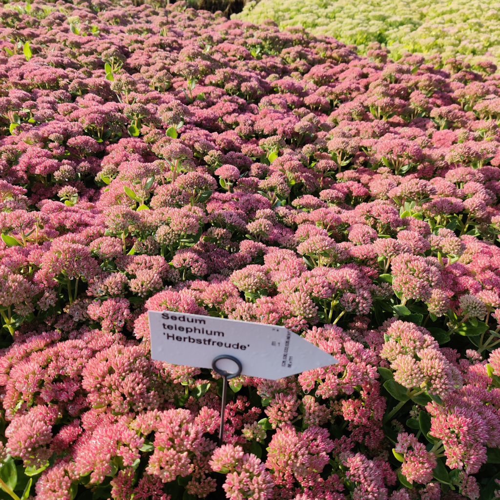[SEDHHE] SEDUM HYBRIDE 'HERBSTFREUDE' (Pot 9 cm)