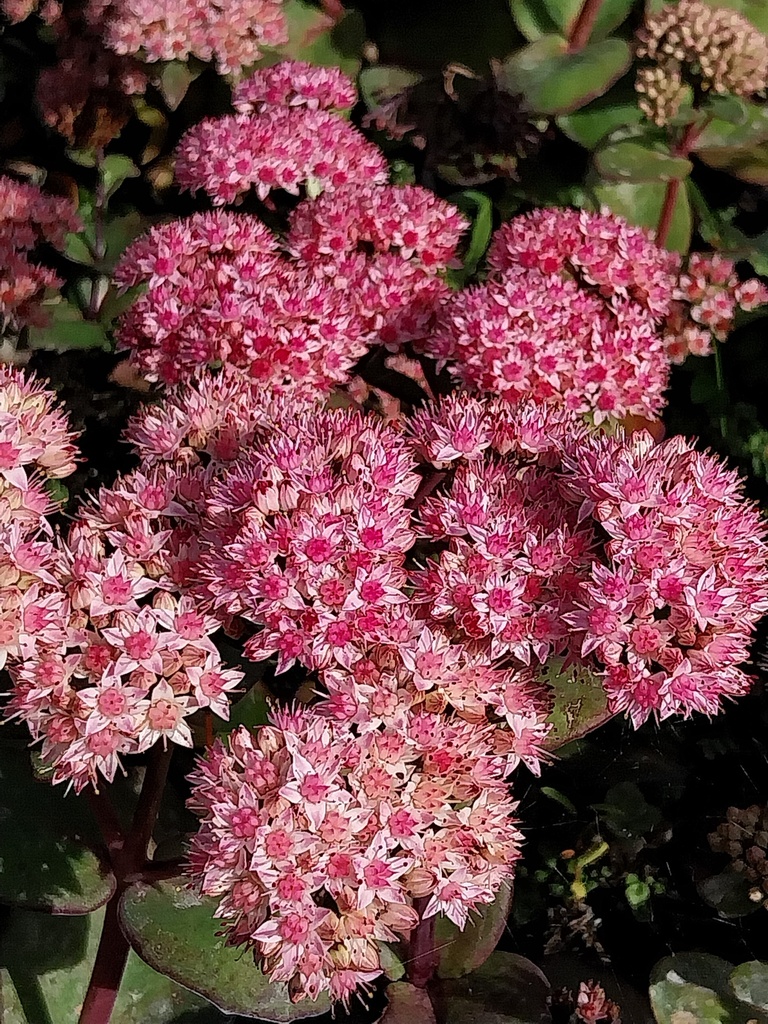 [SEDHMA] SEDUM HYBRIDE 'MATRONA' (Pot 9 cm)