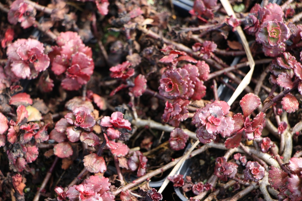 [SEDSSB] SEDUM SPURIUM 'SCHORBUSER BLUT'