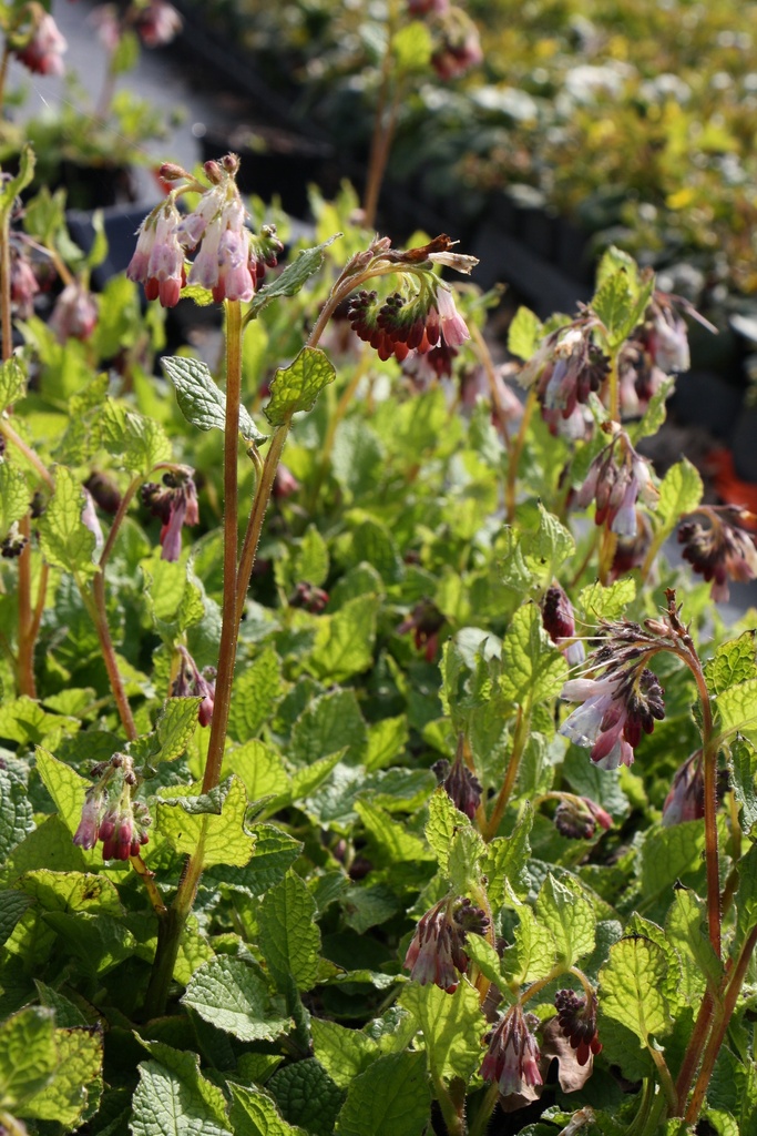 [SYMGHB] SYMPHYTUM GRANDIFLORUM 'HIDCOTE BLUE'