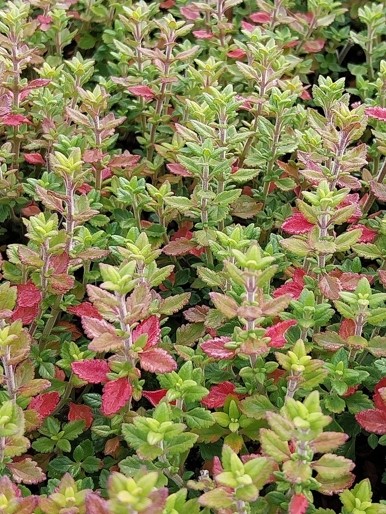 [TEULUC] TEUCRIUM LUCIDRYS (CHAMAEDRYS) (Pot 9 cm)