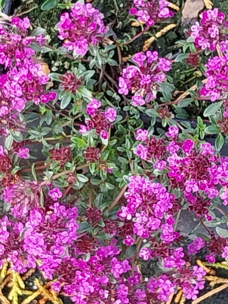 [THYPCO] THYMUS PRAECOX 'COCCINEUS'