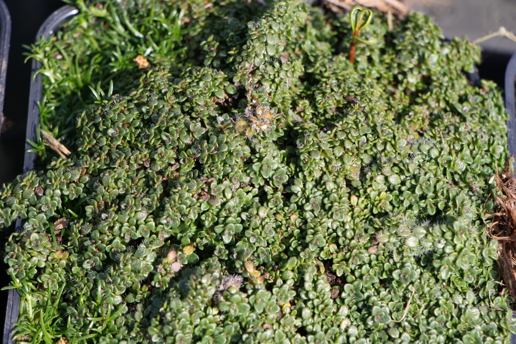 [THYPMINOR] THYMUS PRAECOX 'MINOR'