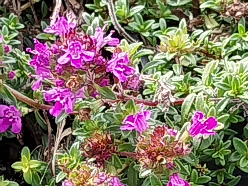 [THYPRCARP] THYMUS PRAECOX 'RED CARPET'