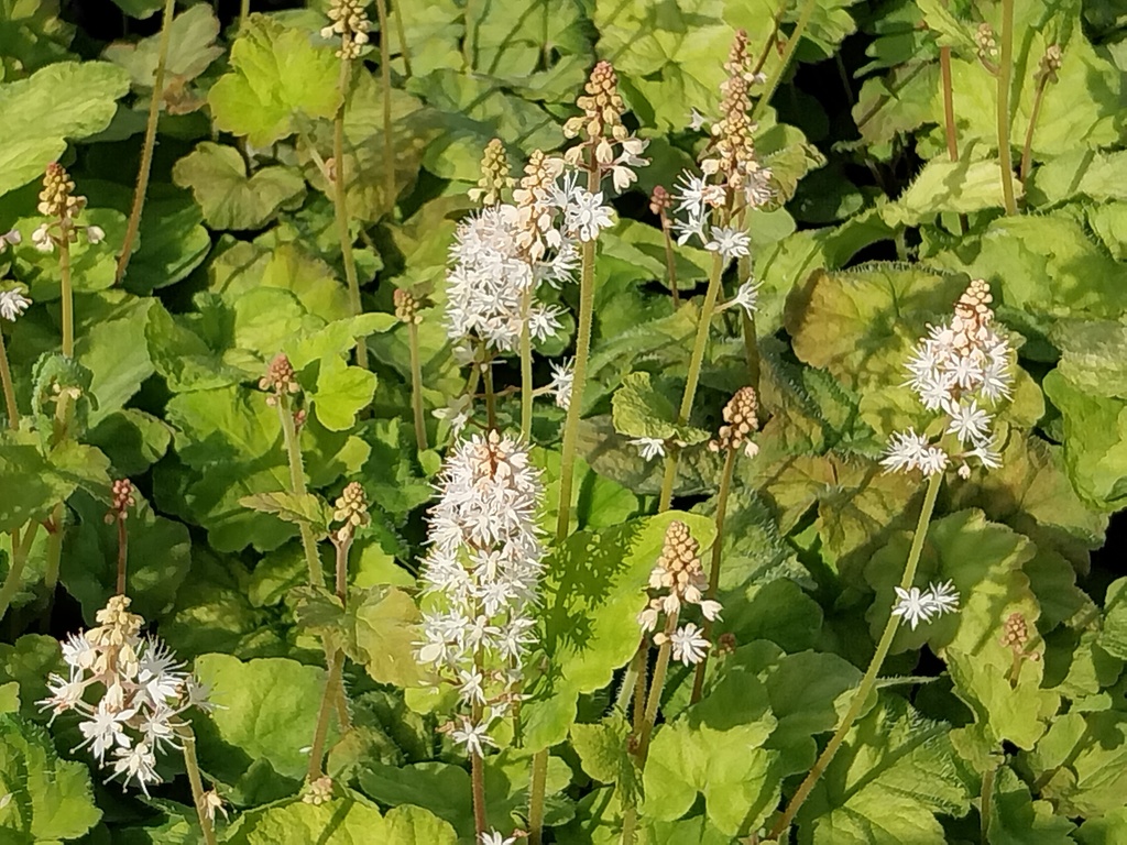 [TIAWHE] TIARELLA WHERRYI (Pot 9 cm)