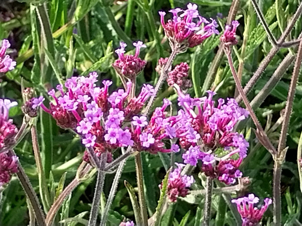 [VERBLO] VERBENA BONARIENSIS 'LOLLIPOP'