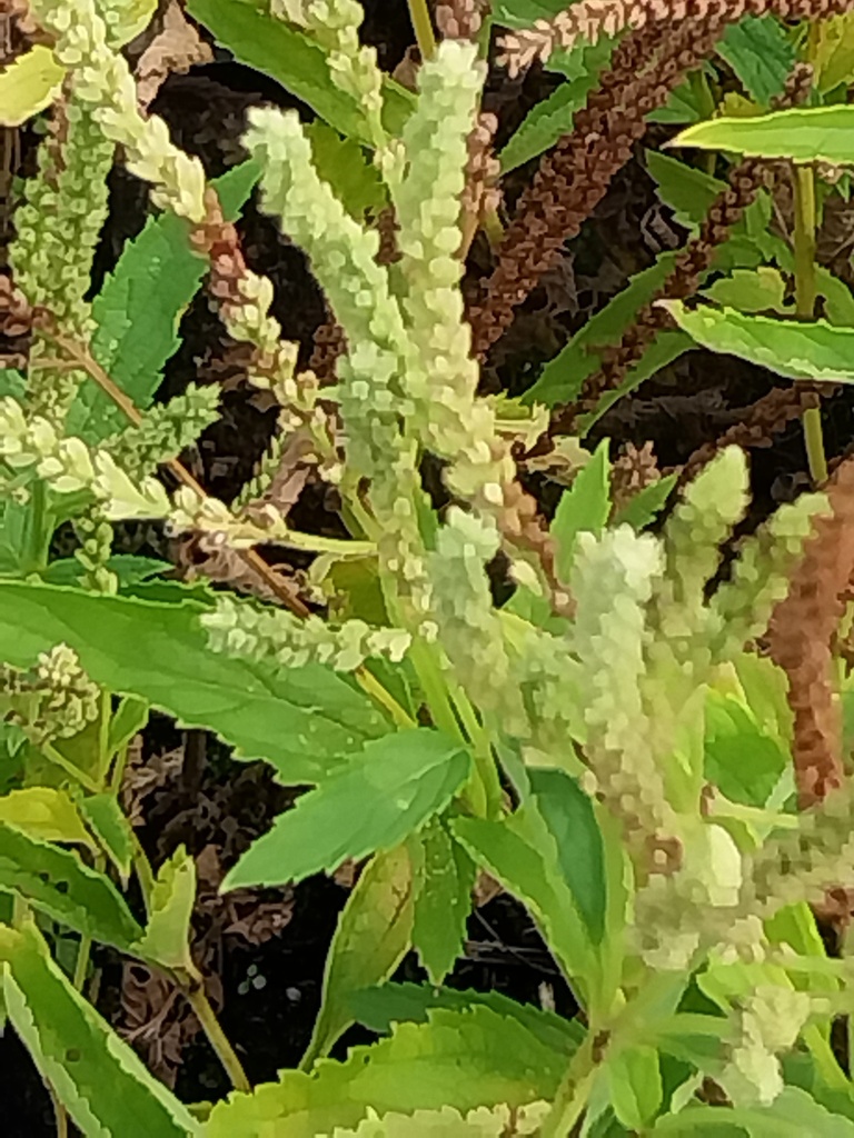 [VERHAS] VERBENA HASTATA