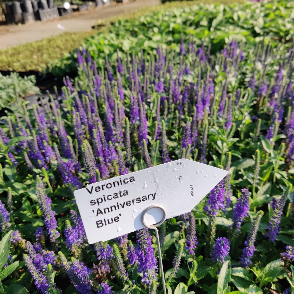 [VERSABLUE] VERONICA SPICATA 'ANNIVERSARY BLUE'