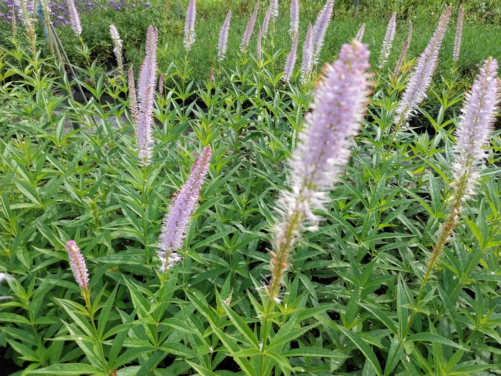 [VERVLA] VERONICASTRUM VIRGINICUM 'LAVENDELTURM'