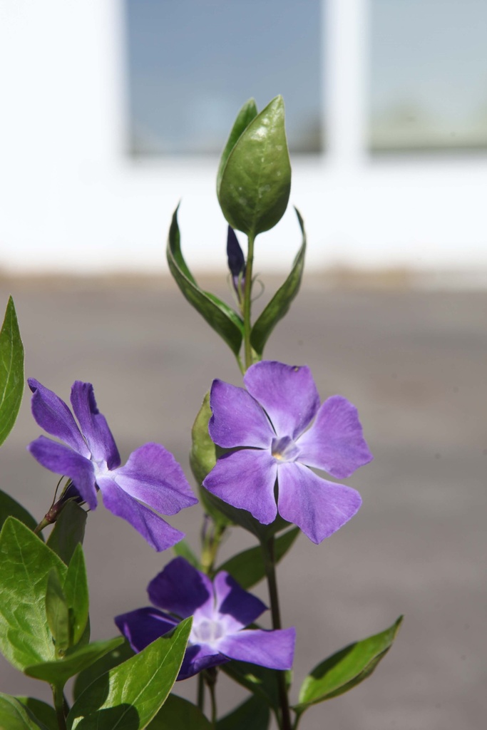 VINCA MAJOR