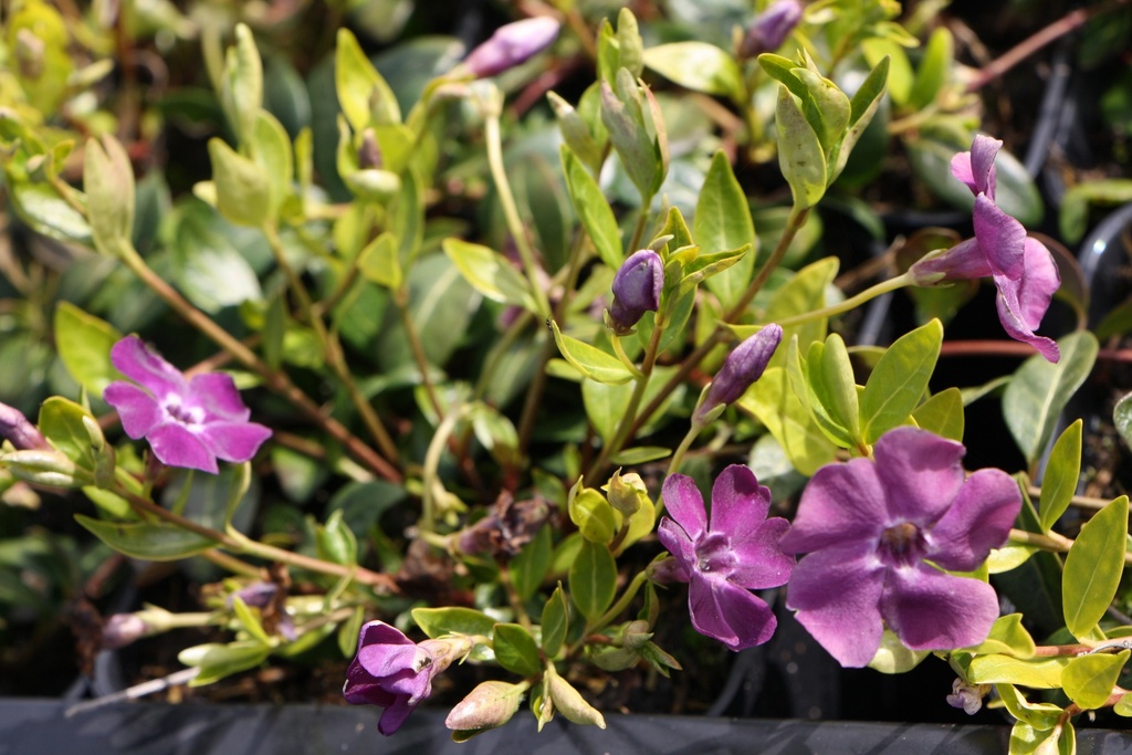 [VINMAT] VINCA MINOR 'ATROPURPUREA' (Pot 9 cm)