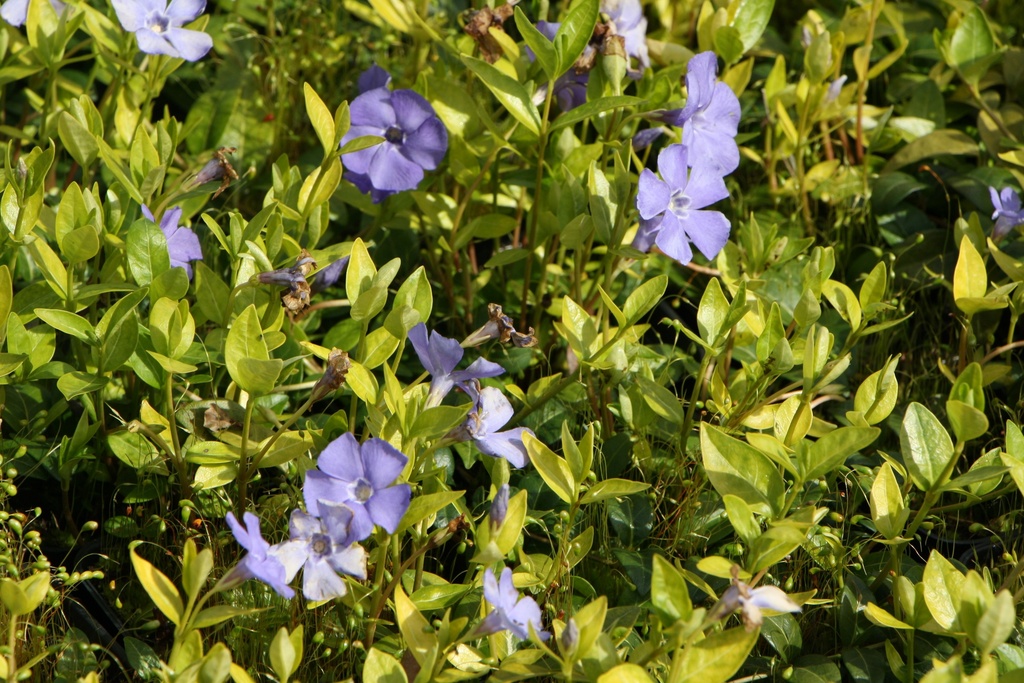 [VINMBV] VINCA MINOR 'BOWLES VARIETY' (LA GRAVE) (Pot 9 cm)