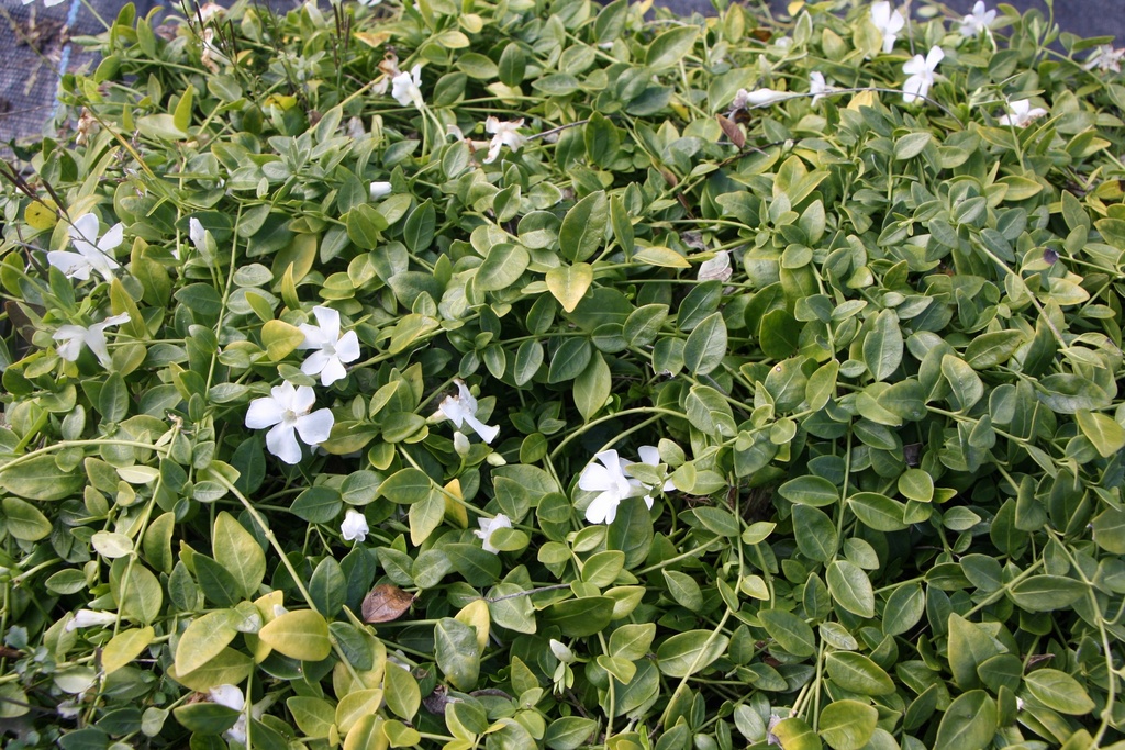 [VINMGJ] VINCA MINOR 'GERTRUDE JEKYLL' (Pot 9 cm)