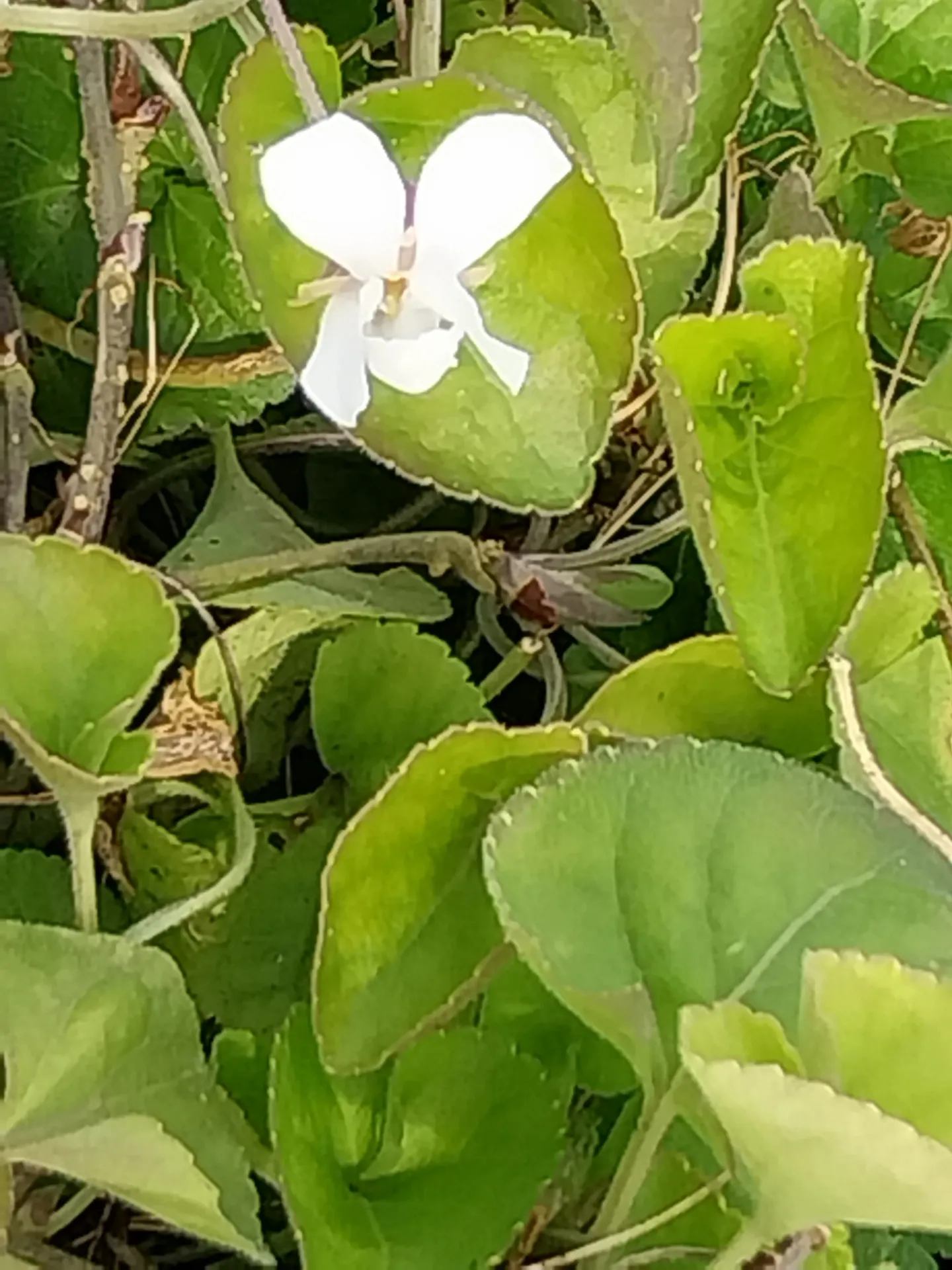 [VIOORWEDD] VIOLA ODORATA 'ROYAL WEDDING' (Pot 9 cm)