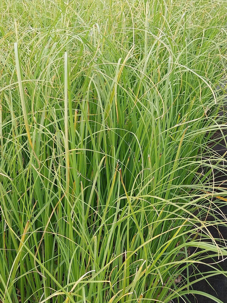 [CORSEP] CORTADERIA SELLOANA