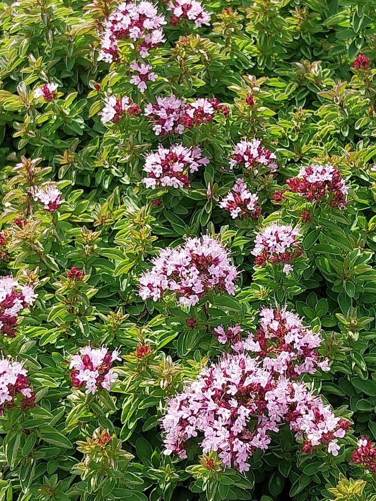 [KPORIVCO] ORIGANUM VULGARE 'COMPACTUM'