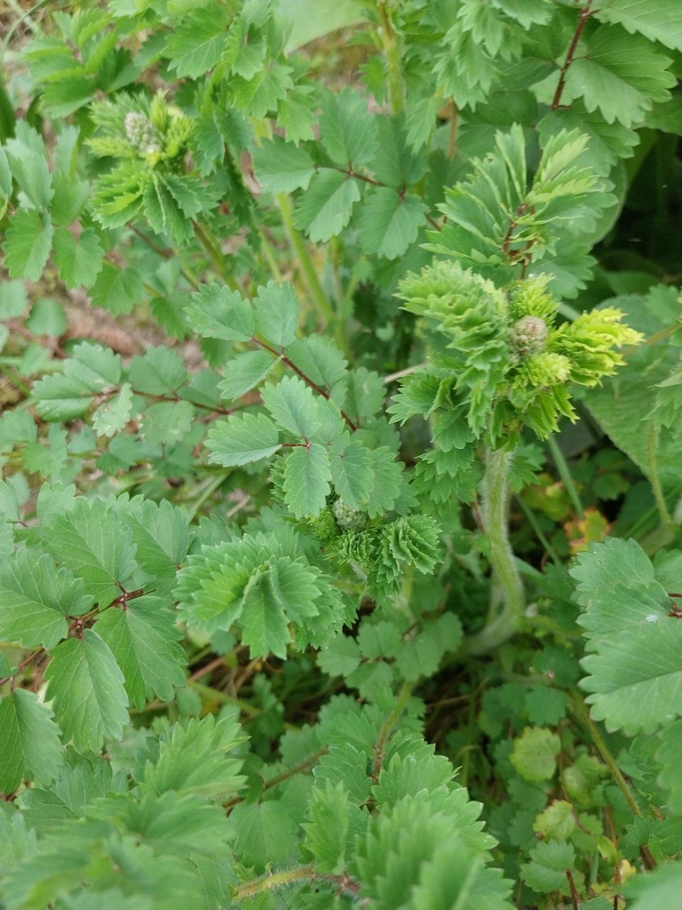[KPSANMIN] SANGUISORBA MINOR