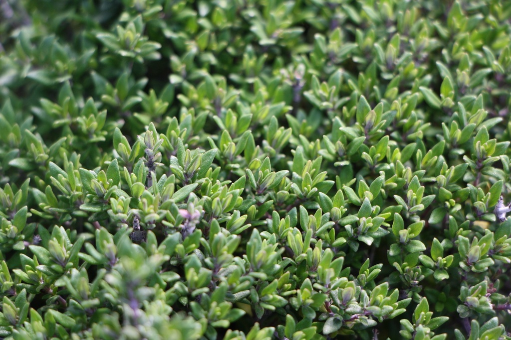 [KPTHYVCO] THYMUS VULGARIS 'COMPACTUS' (Pot 9 cm)