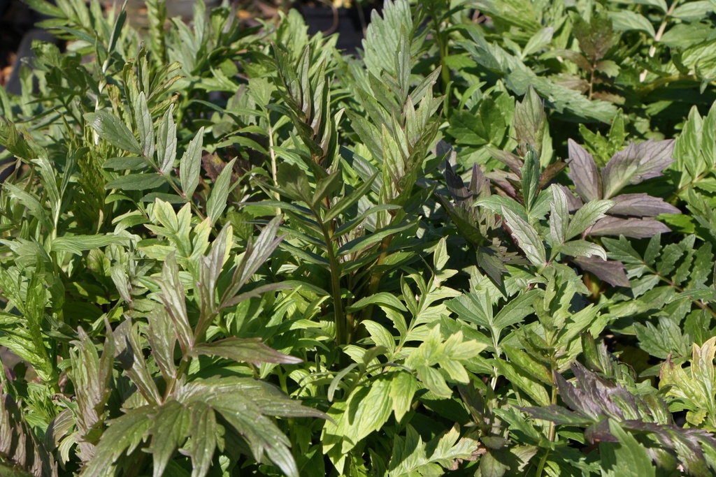 [KPVALOFF] VALERIANA OFFICINALIS