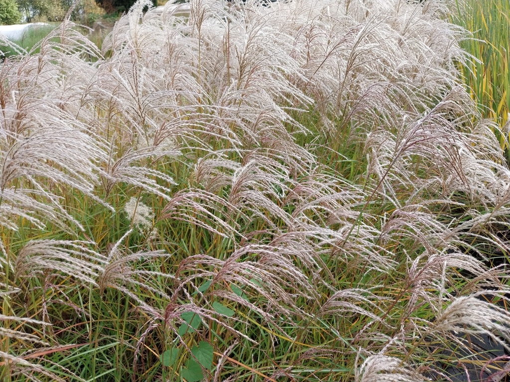 MISCANTHUS SINENSIS 'PINK CLOUD'